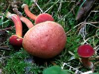 Boletus campestris image