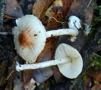 Lepiota castaneidisca image