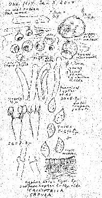 Calyptella capula image