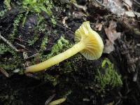 Hygrocybe ceracea image