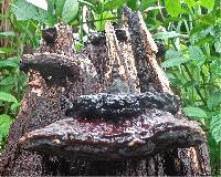 Ganoderma weberianum image