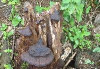 Ganoderma weberianum image