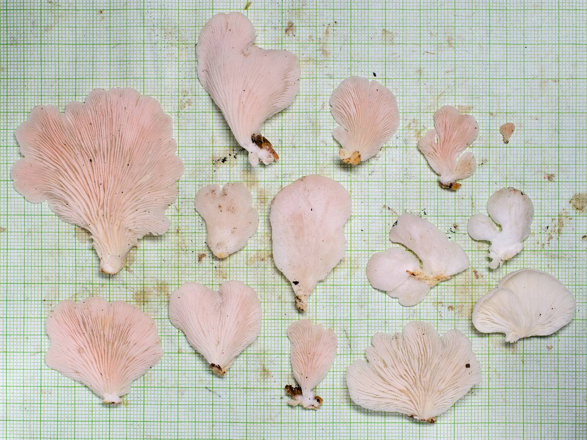 Pleurotus djamor var. roseus image