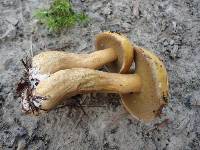 Suillus punctipes image