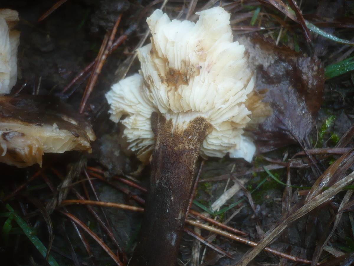 Leucopaxillus mirabilis image