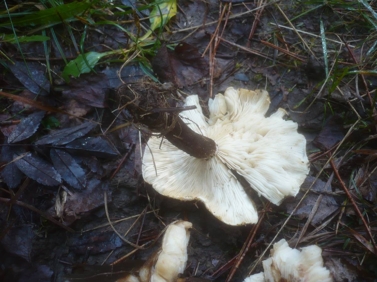 Leucopaxillus mirabilis image