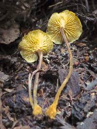 Xeromphalina cauticinalis image