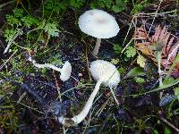 Clitocybe fragrans image