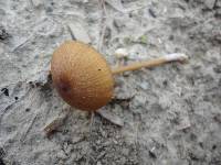 Entoloma formosum image