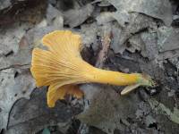 Cantharellus friesii image