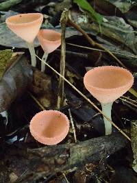 Cookeina speciosa image