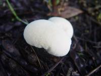 Lycoperdon pratense image