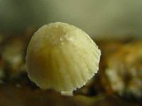 Mycena adscendens image