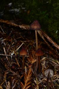 Mycena sanguinolenta image