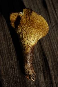 Suillus anomalus image