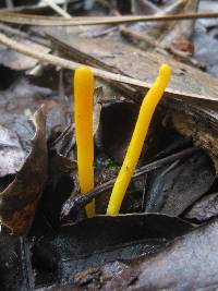 Clavulinopsis fusiformis image