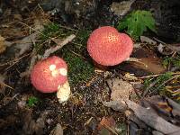Suillus spraguei image