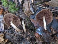 Psathyrella piluliformis image