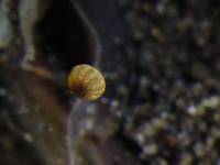 Marasmius corbariensis image