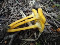 Hygrocybe turunda image