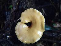 Polyporus guianensis image