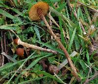 Conocybe rugosa image