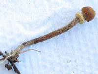 Conocybe rugosa image