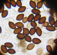 Panaeolus olivaceus image