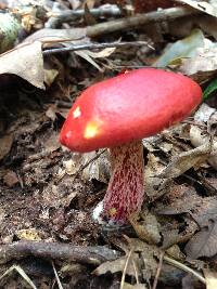 Boletus frostii image