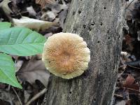 Polyporus leptocephalus image