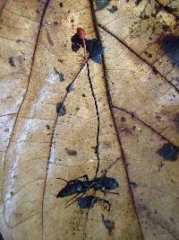Image of Ophiocordyceps australis