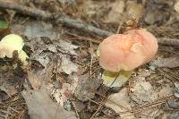 Boletus miniatopallescens image