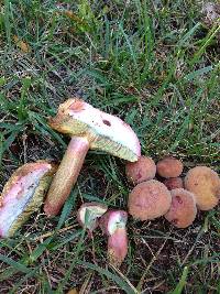 Boletus rubellus image