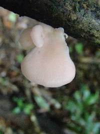 Pleurotus djamor var. roseus image