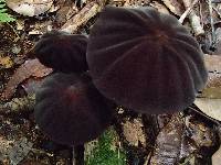 Marasmius amazonicus image