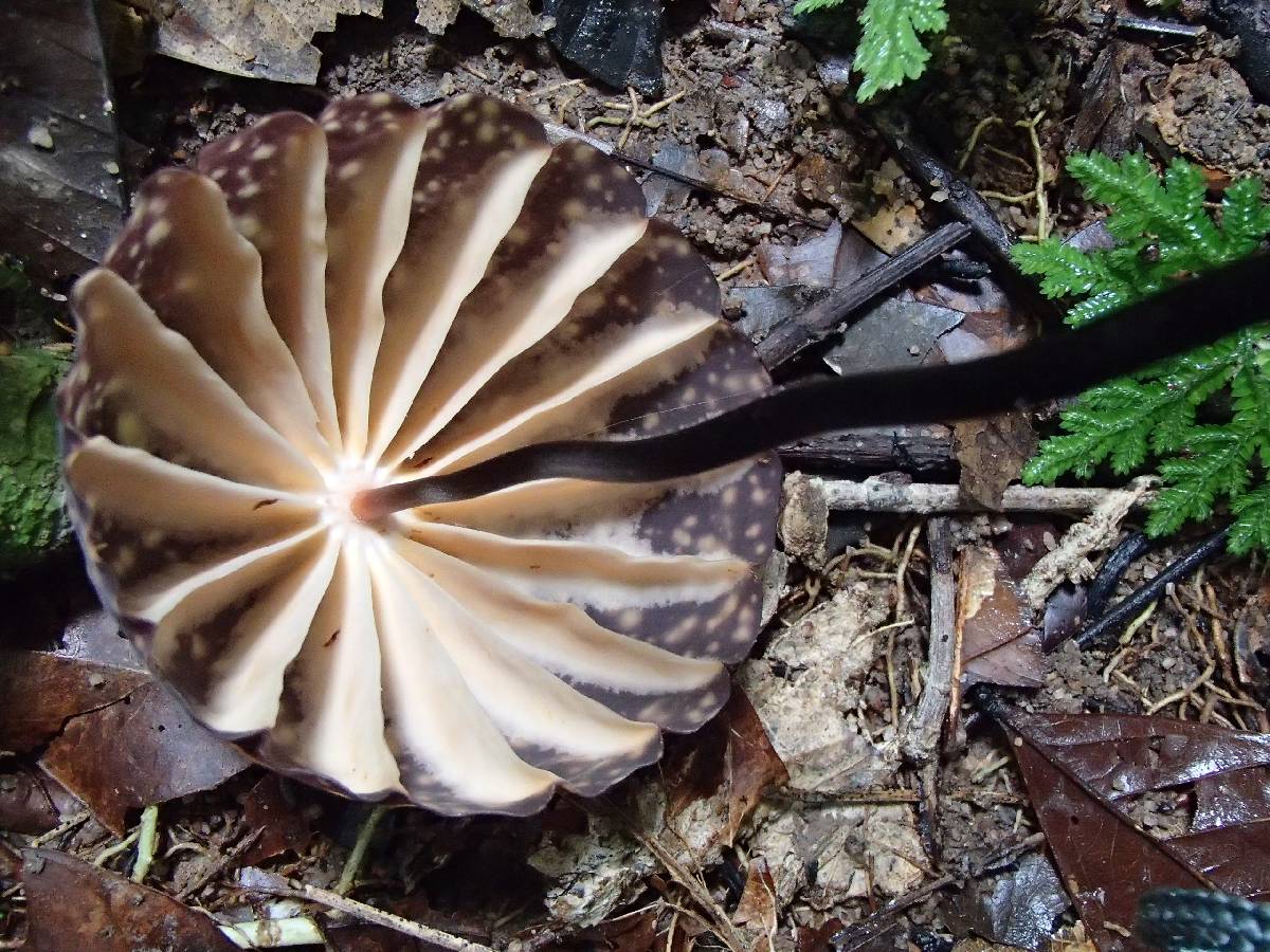 Marasmius amazonicus image