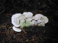 Trametes hirsuta image