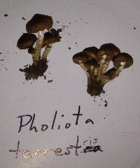Pholiota terrestris image