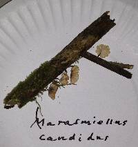 Hemimycena candida image