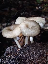Image of Hydropus cavipes