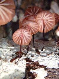 Marasmius hypophaeus image