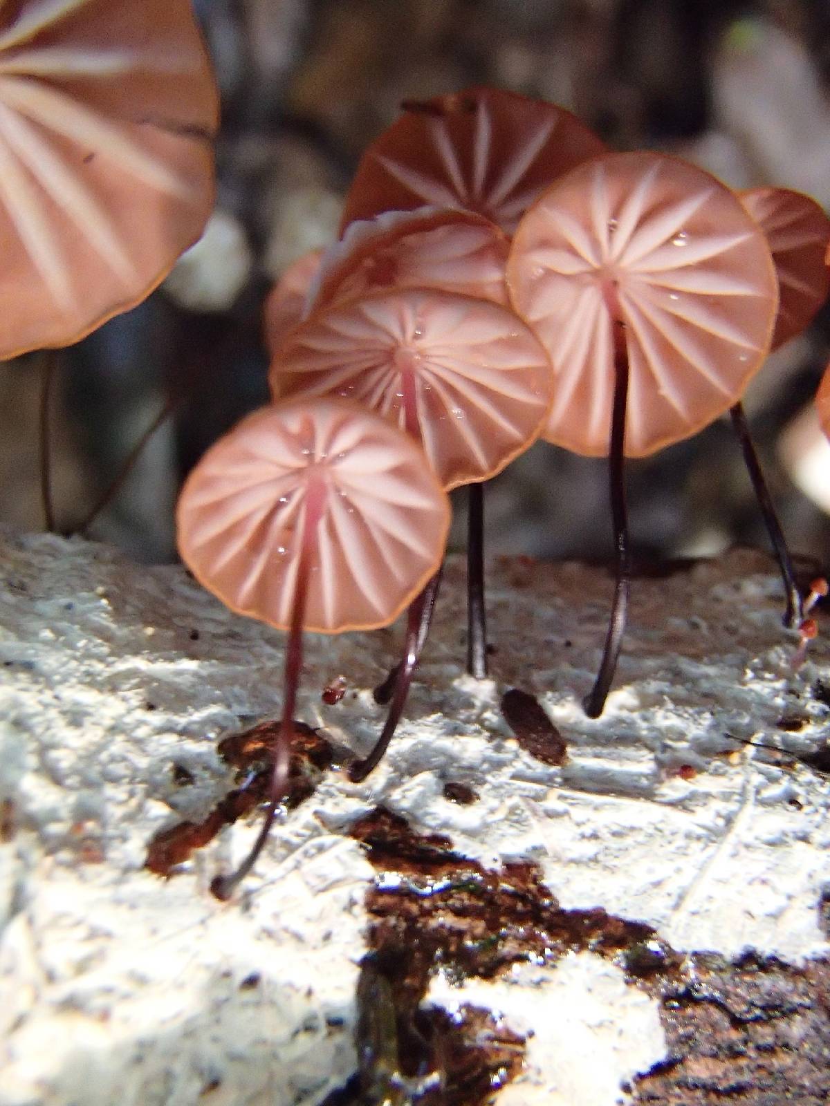 Marasmius hypophaeus image