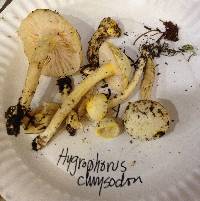 Hygrophorus chrysodon image