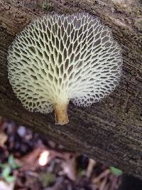 Favolus pseudoprinceps image