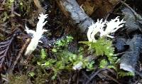 Clavulina coralloides image