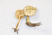 Clitocybe fragrans image