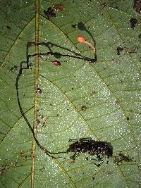 Ophiocordyceps australis image