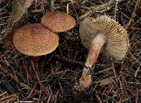 Tricholoma vaccinum image