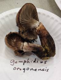 Gomphidius oregonensis image