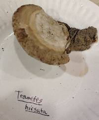 Trametes hirsuta image